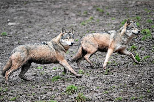 Zwei Wölfe laufen durch ein Gehege.  Foto: Bernd Weißbrod/dpa