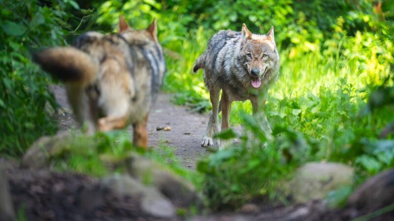 Nach Sichtung von Wolf - Kurdirektor wirbt für Gelassenheit Zwei Wölfe laufen im Wildpark Lüneburger Heide durch ihr Gehege.