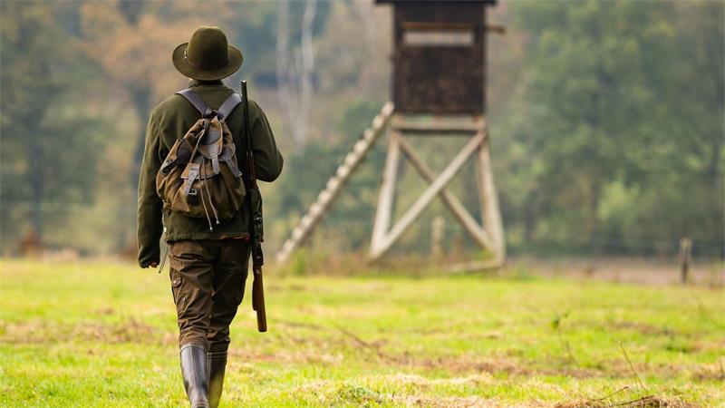 Schützen oder schießen? Vorlesung zu hitziger Wolfs-Debatte Zwei Wölfe sind zuletzt in Niedersachsen abgeschossen worden. (Archivfoto)