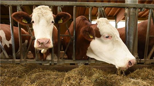 Zwei in eine Güllegrube eingebrochenen Kühe sorgen für einen stundenlangen Einsatz in Aurich. (Symbolbild)