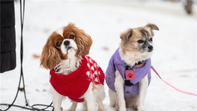 Zwei kleine Hunde mit Jacken sitzen im Schnee in Berlin.