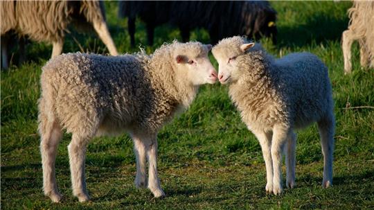 Zwei kleine Lämmer stehen bei Sonnenschein auf einer Wiese in Köln.