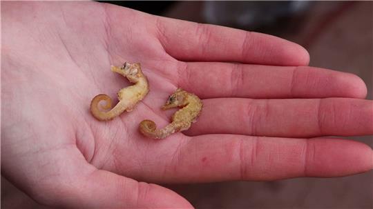 Zwei leblose Kurzschnäuzige Seepferdchen («Hippocampus hippocampus») liegen in der Hand eines Naturschutzwartes.