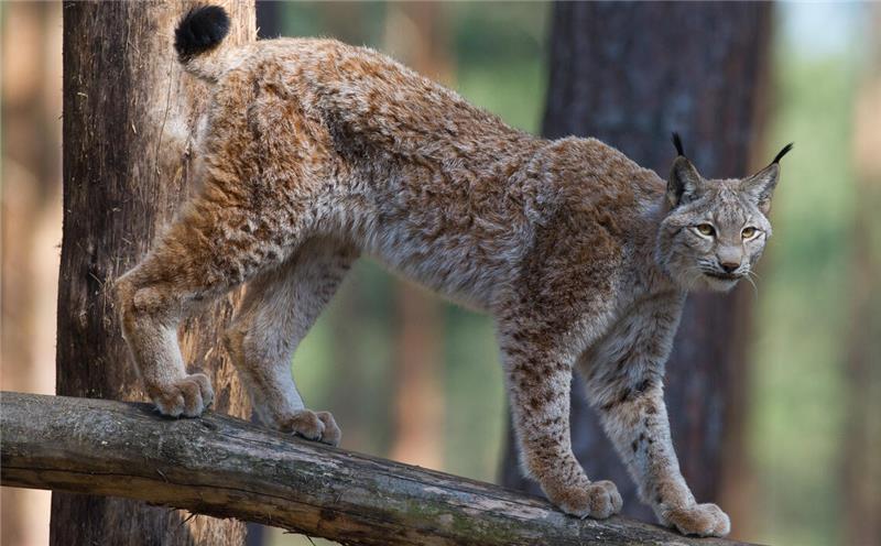 Zwischen 2000 und 2006 wildert der Nationalpark Harz 24 Luchse aus.