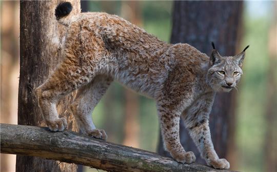 Zwischen 2000 und 2006 wildert der Nationalpark Harz 24 Luchse aus.