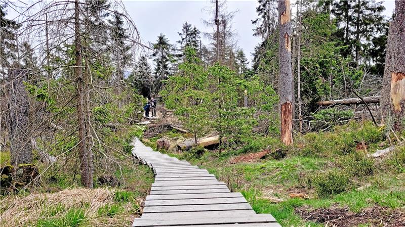 Nationalpark Harz: 760.000 Euro für neue Projekte Zwischen Wald und Moor entstehen entlang des Weges neue Stationen. Foto: Skuza