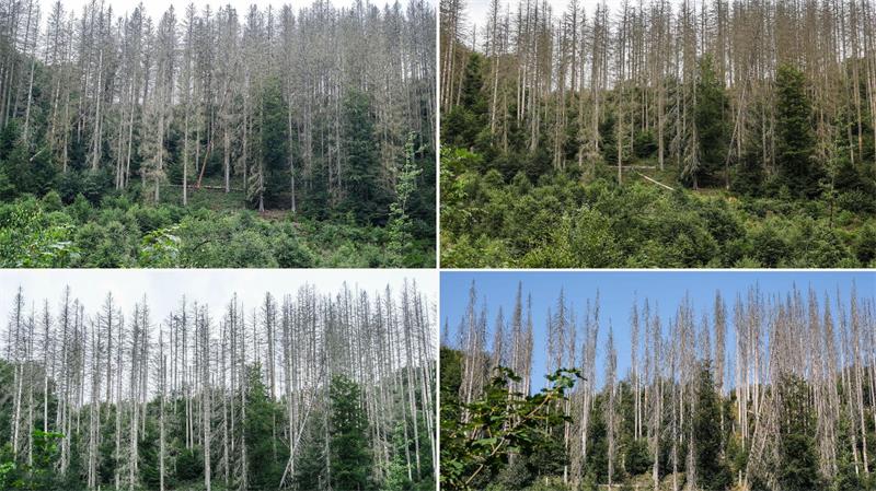 Zwischen abgestorbenen Fichten sind im Nationalpark Eifel junge Buchen zu sehen - im Jahr 2023 (oben links), 2024 (oben rechts), 2025 (unten links) und 2026 (unten rechts). 