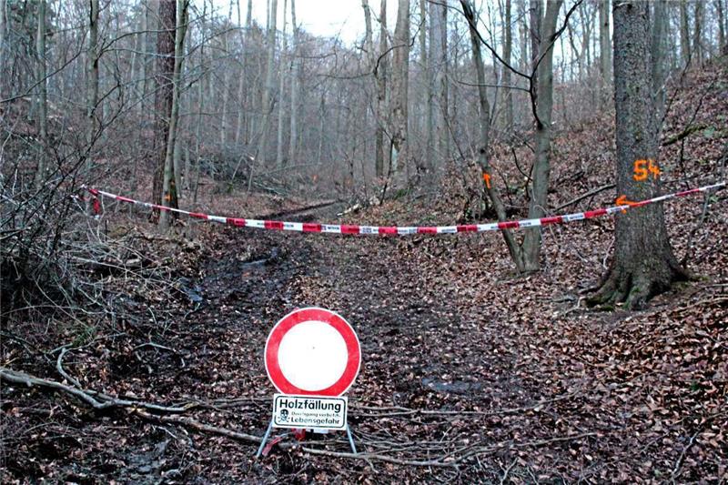 <p>Bei diesen Holzfällarbeiten ereignete sich der tödliche Arbeitsunfall. Foto: Hohaus</p>