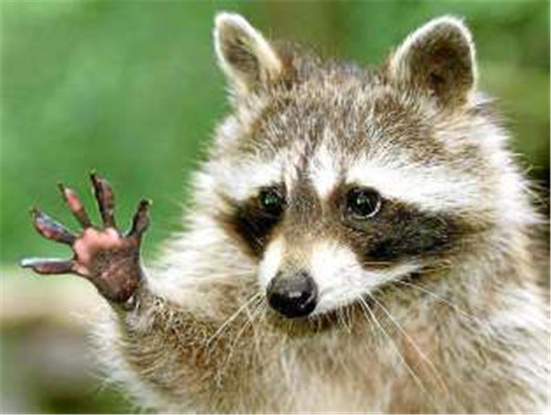 <p>Der Waschbär ist possierlich, aber für die einheimischen Tierarten stellt er eine echte Bedrohung dar. Foto: dpa</p>