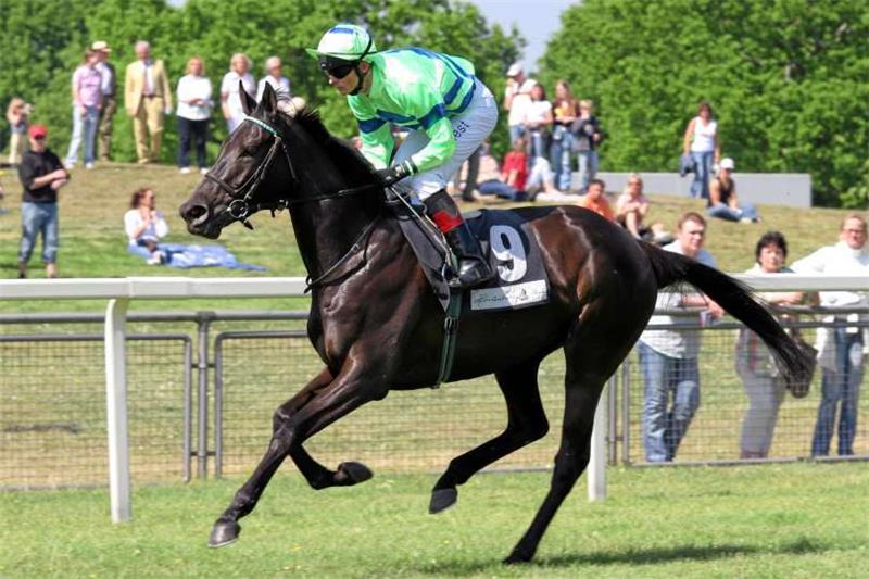 <p>Die 2004 geborene Monsun-Tochter Shivara (hier unter An dre Best in Hannover) ist ebenso wie ihr Stutfohlen bei deren Geburt gestorben. Foto: Rühl</p>