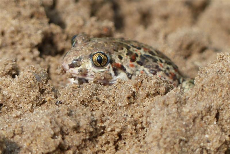 <p>Die Knoblauchkröte. Foto: Marina Raffel</p>