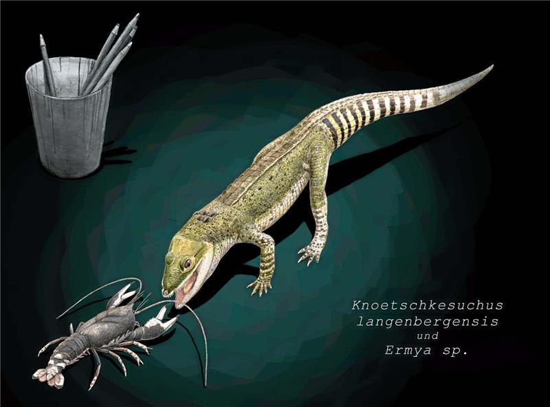 <p>Diese Zeichnung zeigt Knoetschkesuchus langenbergensis im Größenvergleich mit Becher und der Krabbenart Ermya. Grafik: Joshua Knüppe/Oliver Wings</p>