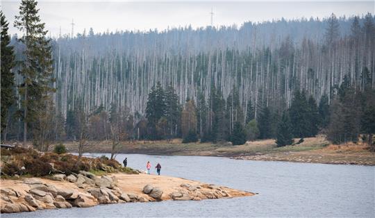 <p>Fichtenwälder stehen rund um die Talsperre Oderteich im Nationalpark Harz. Neben Dürre setzen den Wäldern die Borkenkäfer stark zu. Foto: picture alliance<br></p>