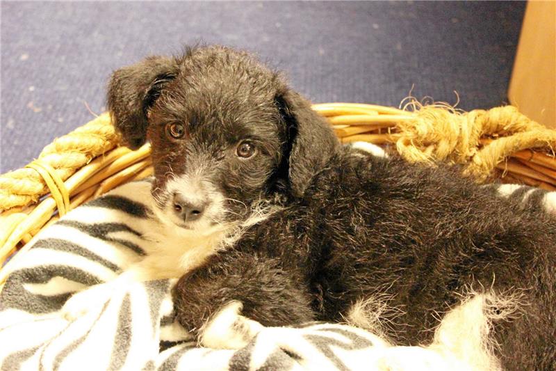 <p>Hundesteuer schon bezahlt? Wenn nicht, dann aber hurtig bis 30. April nachholen. Die Steuerpflicht beginnt mit dem ersten Tag des folgenden Kalendermonats, in dem der Hund drei Monate alt wird. Foto: Stumpf</p>