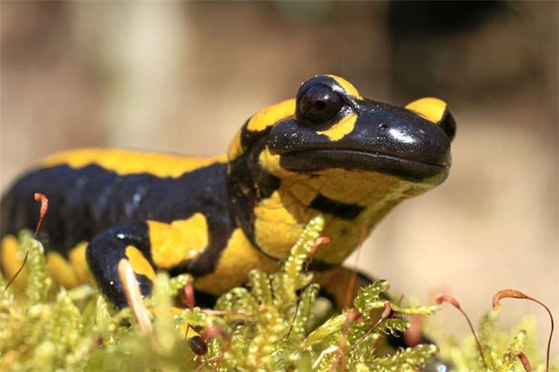 <p>Im Kalten Tal findet der Feuersalamander gute Lebensbedingungen vor. Foto: Annette Westermann</p>