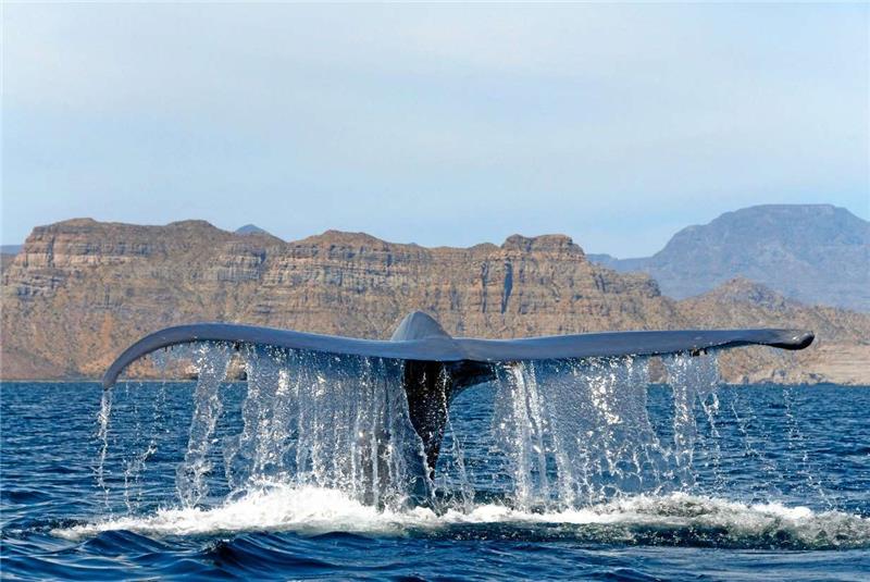 <p>Mit großartigen Aufnahmen von Christopher Swann wirbt die Goslarerin Barbara Focke für ihre Walreisen – sie selbst lässt als Fotodesignerin die Kamera auf solchen Touren heute links liegen und genießt den Augenblick.</p>