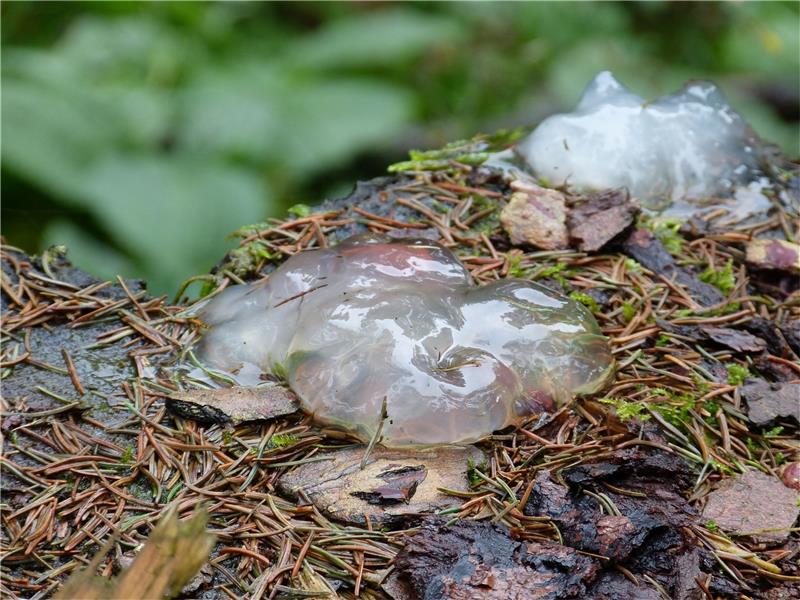 <p>Noch immer nicht eindeutig geklärt: Eiskleckse im Harzer Wald. Foto: NLF</p>
