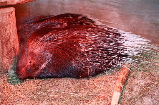 <p>Pinky, das zweite Stachelschwein aus dem Tierpark Thale, erholt sich nach seinem Abenteuer unter einer Wärmelampe. Foto: Matthias Bein/DPA<br></p>