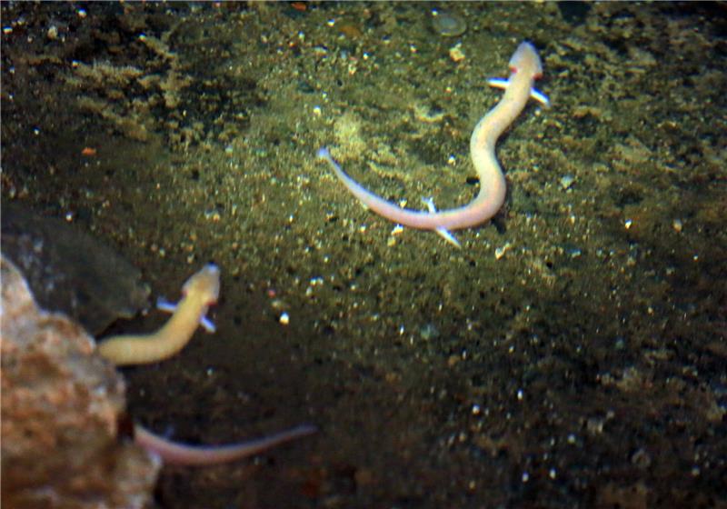 Wieder Hoffnung auf Grottenolm-Nachwuchs im Harz <p>Wieder Hoffnung auf Grottenolm-Nachwuchs in der Hermannshöhle in Rübeland. Foto: dpa</p>