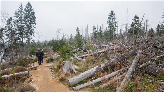 <strong>Wanderer laufen zwischen vom Borkenkäfer zerstörten Fichtenwäldern rund um die Talsperre Oderteich im Nationalpark Harz. Foto: dpa/Julian Stratenschulte</strong>