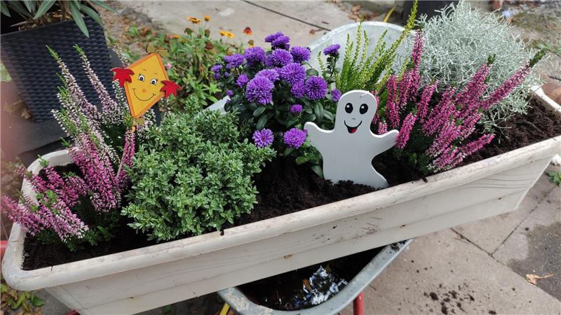 7 Pflanzen-Tipps: Wie Blumenkästen im Herbst zum Hingucker werden v.l. Besenheide (Callunen), Strauchveronika, Herbstastern, und der „Blühende Stacheldraht“ machen den Blumenkasten farbenfroh.
