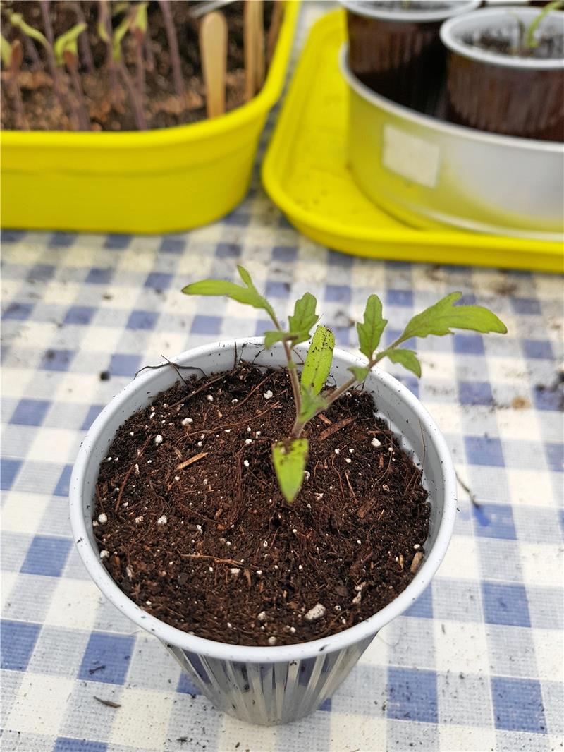 Kälte und Regen bereiten Hobby-Gärtnern Sorgen vorgezogene Tomatenpflanze, Mai 2021